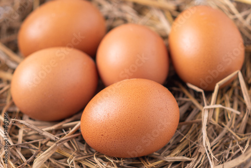 organic eggs in farm on spot focus, soft focus on eggs, agriculture farming, organic farming