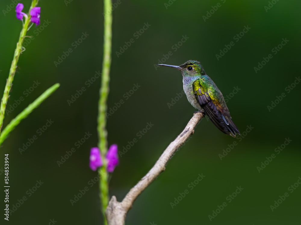 Blue-chested Hummingbird sitting on stick against green background