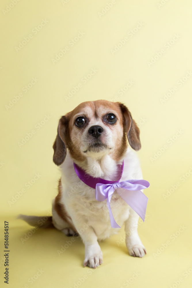 Detective lemon beagle sits for pet portraits and ponders the purple scarf she is wearing Detective lemon beagle sits for pet portraits and ponders the purple scarf she is wearing