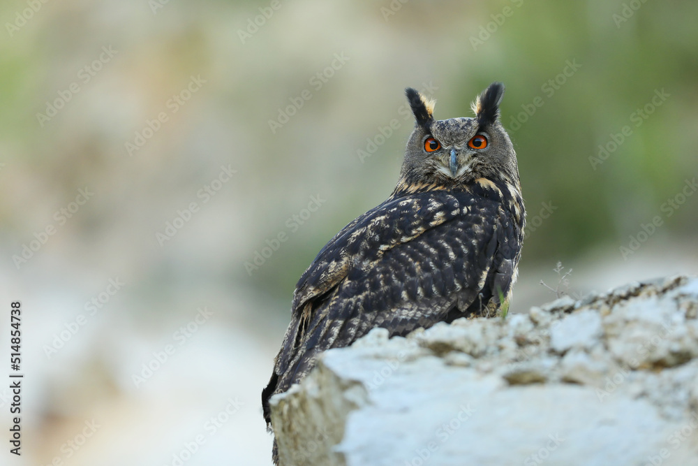 A big brown eared owl sits on the rock. Bubo bubo, close up. Eurasian eagle-owl