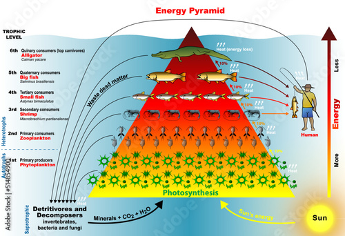 Energy Pyramid - Graphical representation designed to show the production or turnover (rate at which energy or mass is transferred from one trophic level to the next) of biomass at each trophic level.