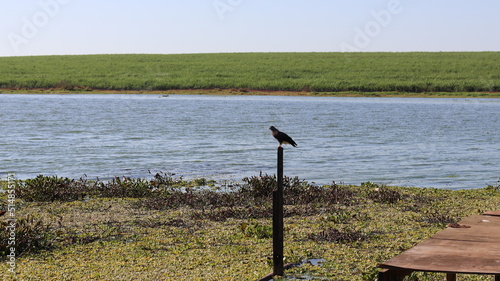 Caramujeiro hawk perched on the trunk in the river, waiting for a meal. photo