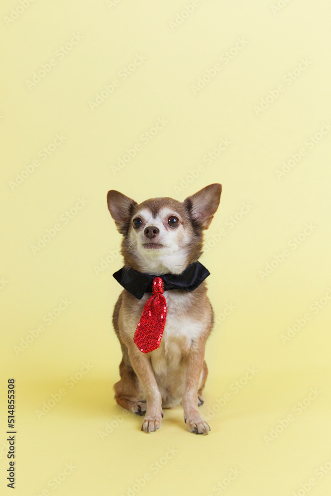 Small sophisticated tan chihuahua dog with aging white face wears a shiny red tie and flaunts a perfect sit on yellow background during pet portraits