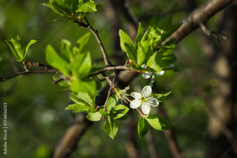 The blackthorn (lat. Prunus spinosa), of the family Rosaceae. Central Russia.