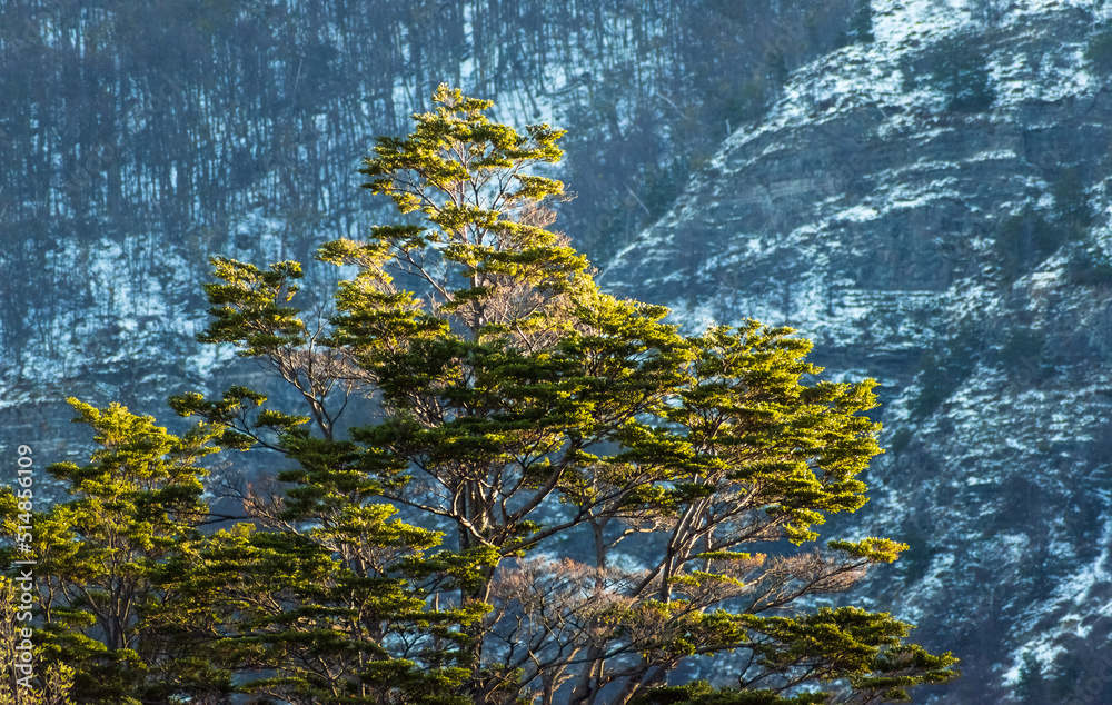 árbol con hojas verdes iluminados por el sol con fondo de montaña y bosque nevado árbol con hojas verdes iluminados por el sol con fondo de montaña y bosque nevado