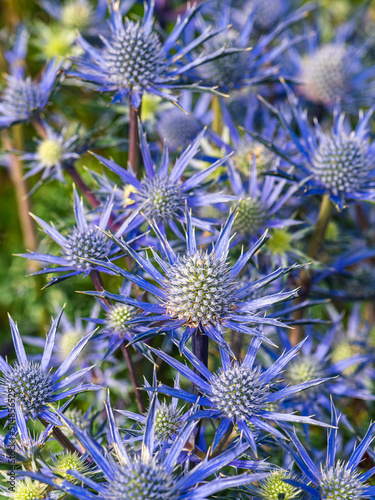 Blue Hobbit, Sea Holly, Eryngium Planum flowers photo