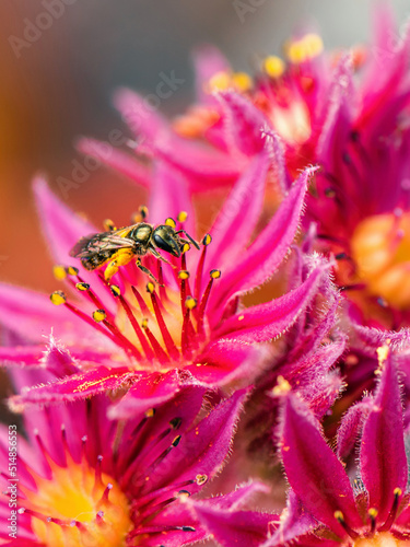 Bronze Furrow Bee, Halictus tumulorum on pink Mountain Houseleek flowers photo