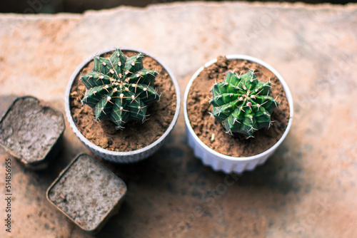 Caring for cantus seedlings, cactus in a pot