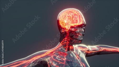 Wallpaper Mural Human Brain Anatomy For Medical Concept Torontodigital.ca