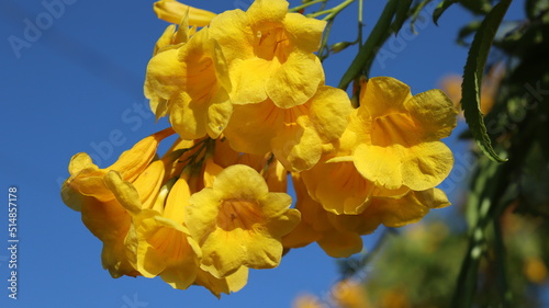 Yellow ipe flower bunch in spring.