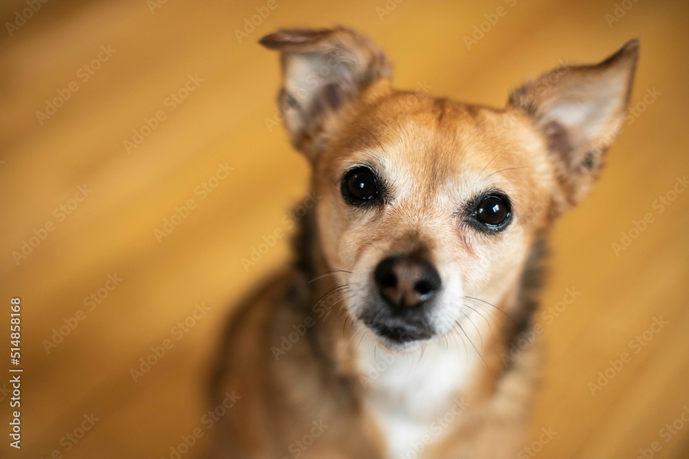 Cute, small, terrier/chihuahua mixed dog sitting on wood floor, looking at you 