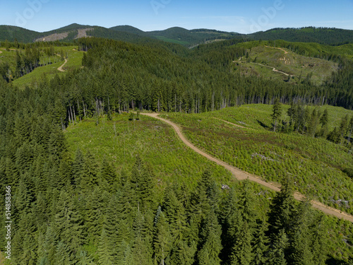 Trees are regrowing after having been clear cut for timber. Over 85% of Oregon's forests are made up of coniferous trees, primarily Douglas-fir trees, Ponderosa pines, and other hardwood species. photo