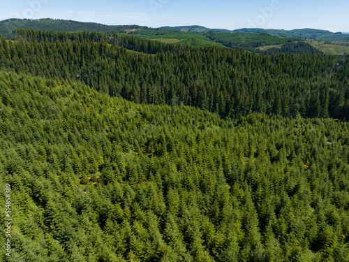 Trees are regrowing after having been clear cut for timber. Over 85% of Oregon's forests are made up of coniferous trees, primarily Douglas-fir trees, Ponderosa pines, and other hardwood species.