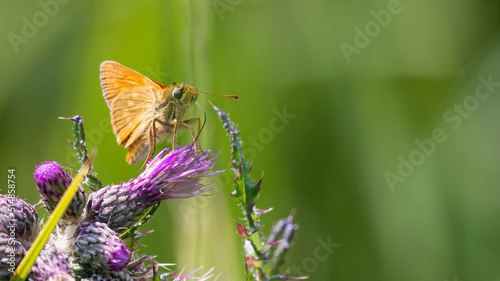 Large skipper (Ochlodes sylvanus), UK butterfly in the family Hesperiidae.