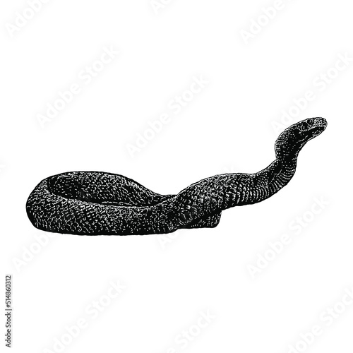 taipan snake hand drawing vector illustration isolated on background