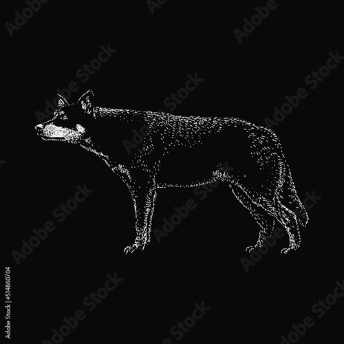 Lapponian Herder hand drawing vector illustration isolated on black background