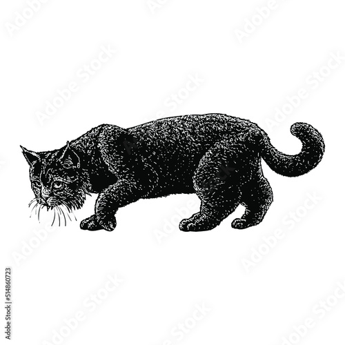 Balkan Lynx hand drawing vector illustration isolated on background