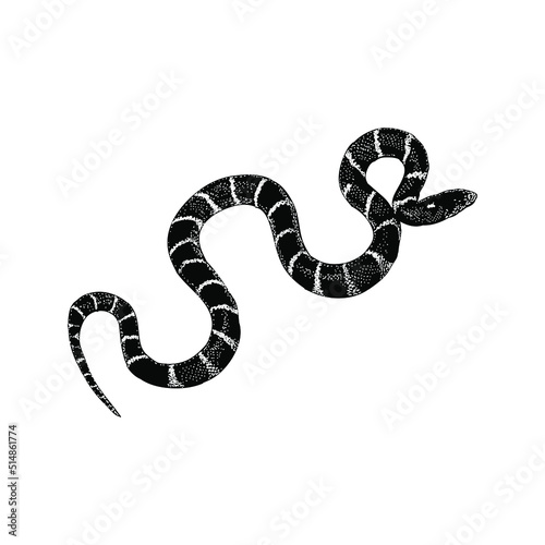 California Kingsnake hand drawing vector illustration isolated on background