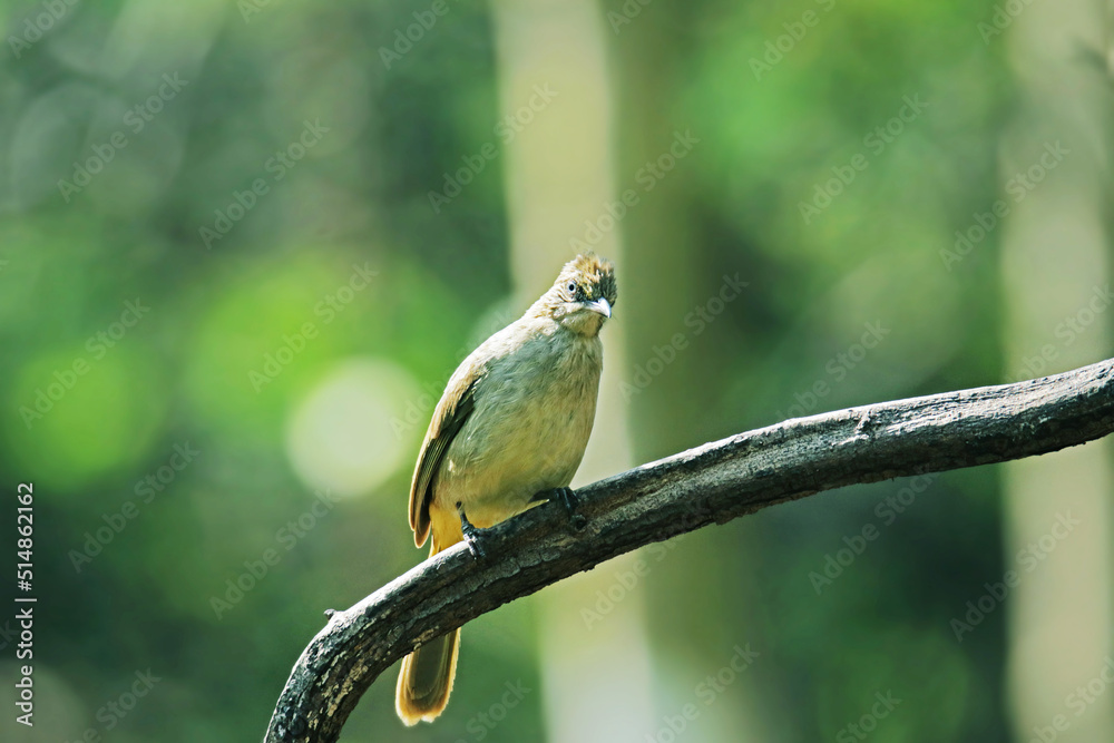 Fototapeta premium The Streak-eared Bulbul on abranch