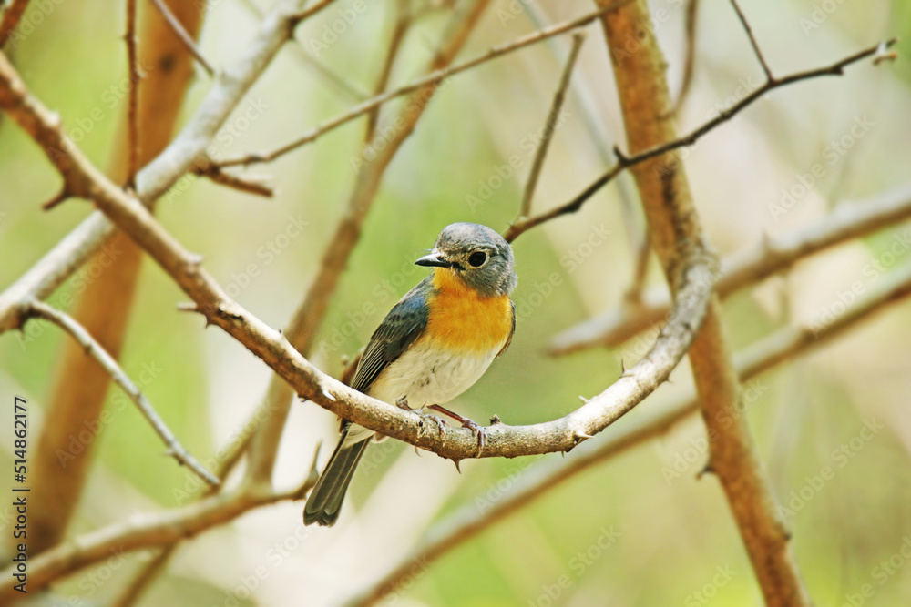The Tickell's Blue Flycatcher on a branch The Tickell's Blue Flycatcher on a branch