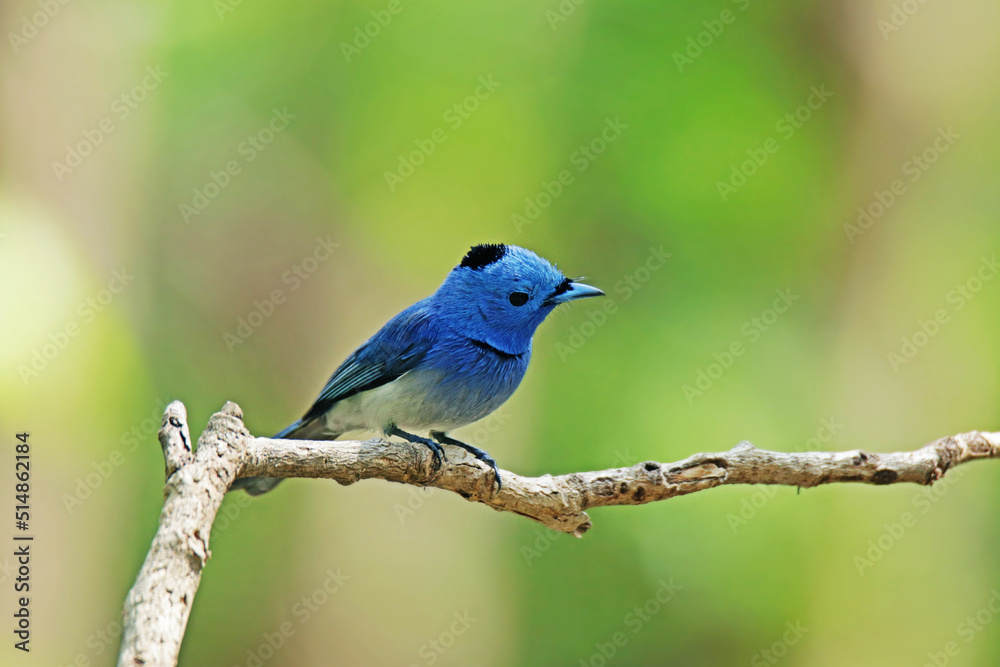 The Black-naped Monarch on a branch The Black-naped Monarch on a branch
