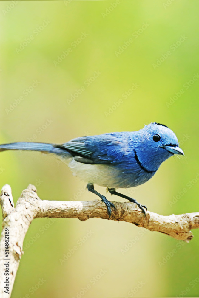 The Black-naped Monarch on a branch The Black-naped Monarch on a branch