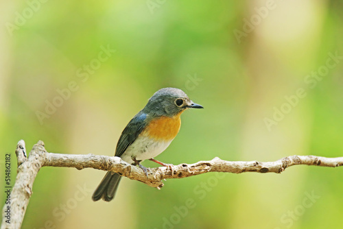 The Tickell's Blue Flycatcher on a branch