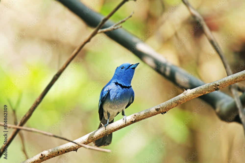 The Black-naped Monarch on a branch The Black-naped Monarch on a branch