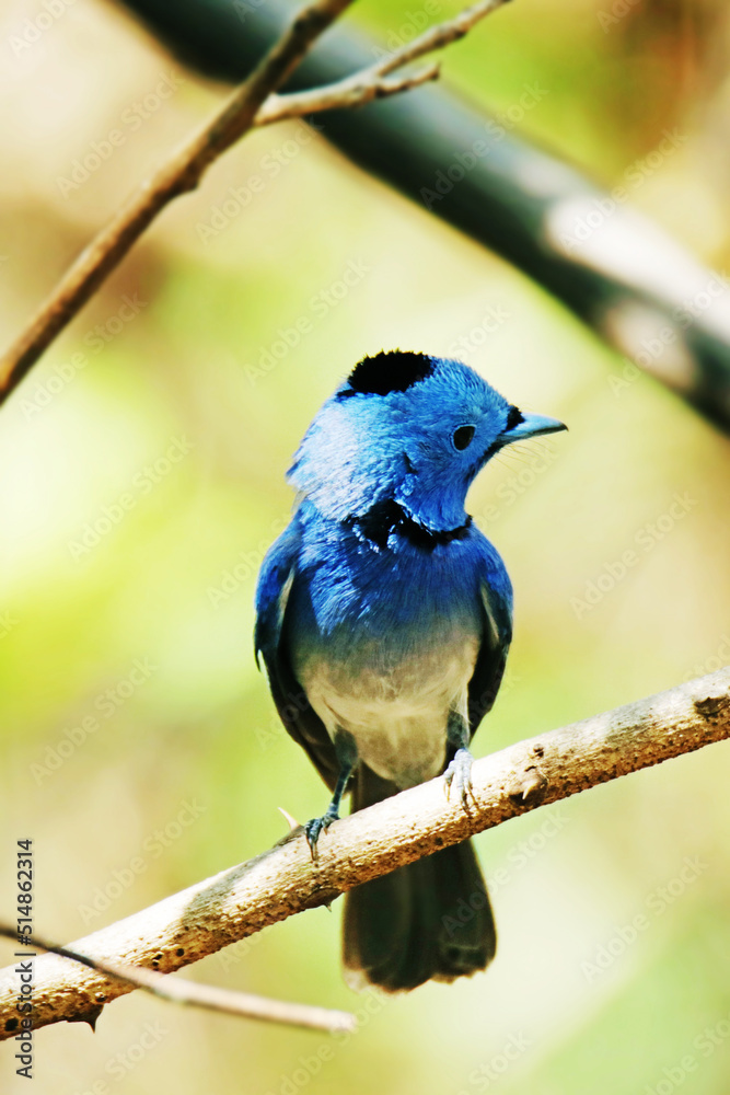 The Black-naped Monarch on a branch