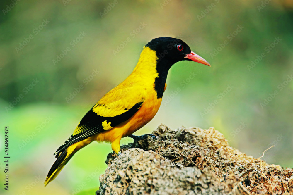 The Black-hooded Oriole on ground The Black-hooded Oriole on ground