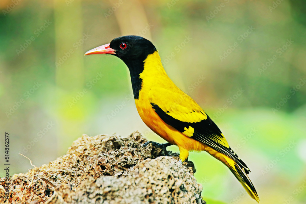 Fototapeta premium The Black-hooded Oriole on ground