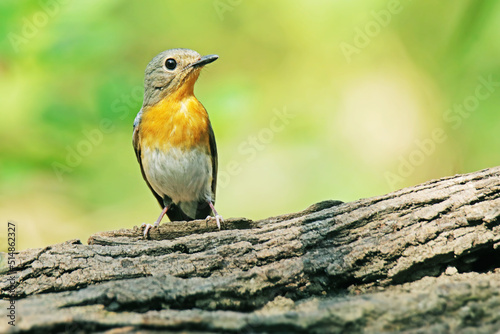 The Tickell's Blue Flycatcher on a rock