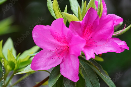 サツキの花