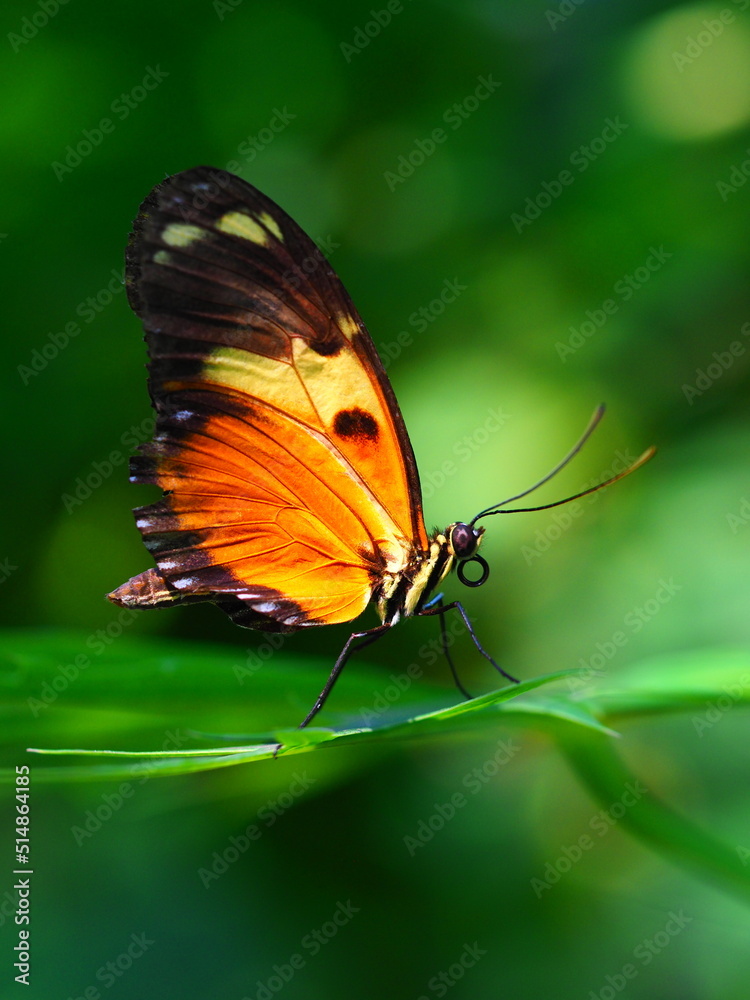 Obraz premium Goldener Hekale