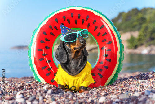 Dachshund puppy  dog in festive hat with rubber rings for swimming sunny summer day at beach background of the sea. Beach party  animation. Birthday is celebrated on beach. Games area children hotel