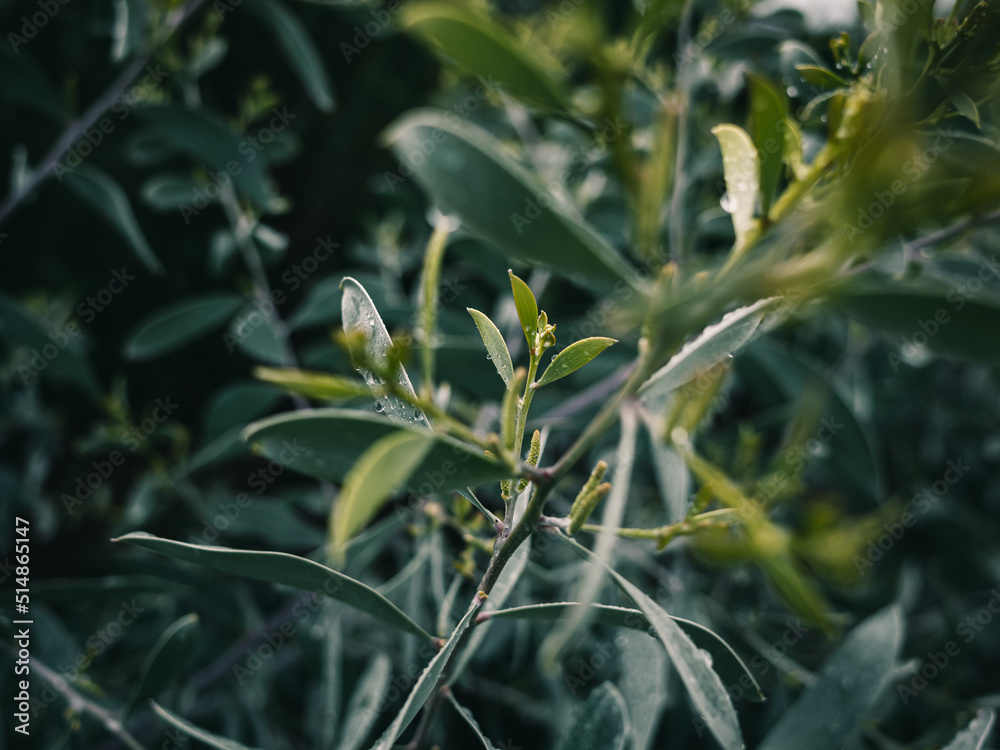 Obraz premium Plant foliage