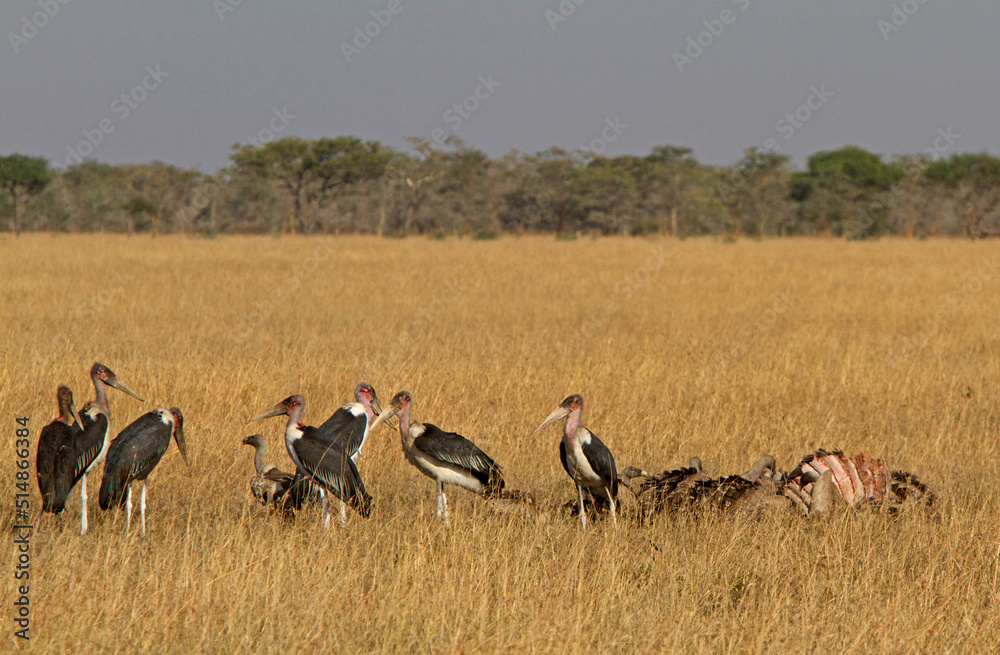 Vultures feeding on Serengeti, Tanzania