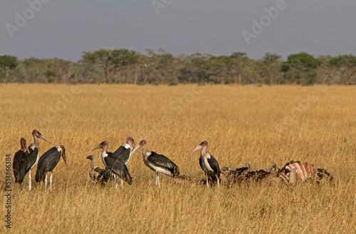 Vultures feeding on Serengeti  Tanzania