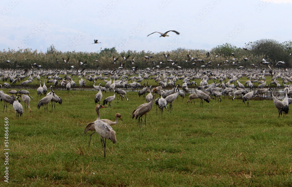 Fototapeta premium A large flock of cranes in the Hula nature reserve in northern Israel