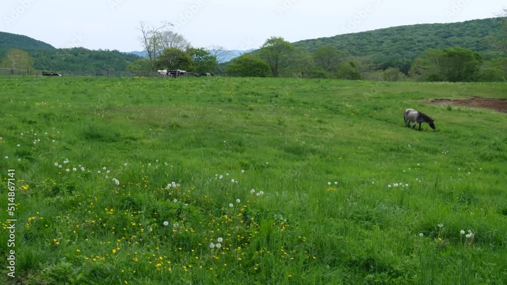 牧場の馬 牧場の馬