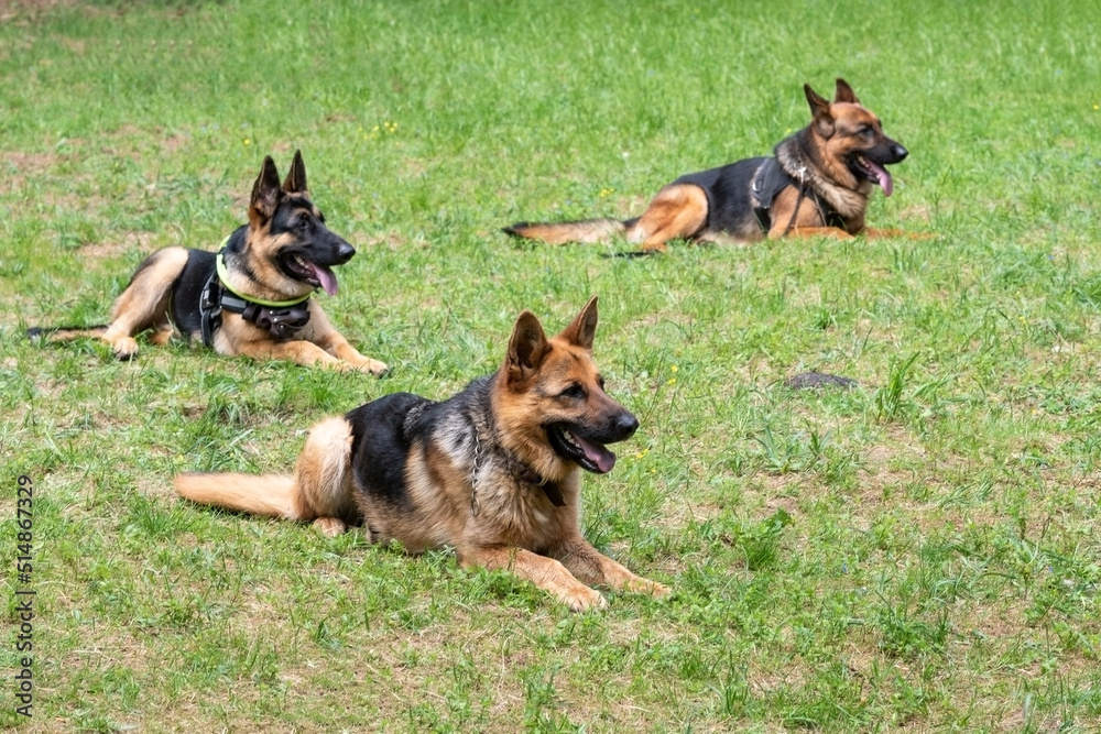Three service German Shepherds, tongues out, lying on the grass Three service German Shepherds, tongues out, lying on the grass