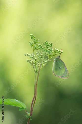 Moorland clouded yellow, Colias palaeno resting on meadowsweet plant