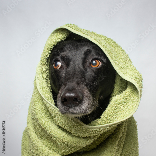 Model Dog pet in studio. Animal see the people.