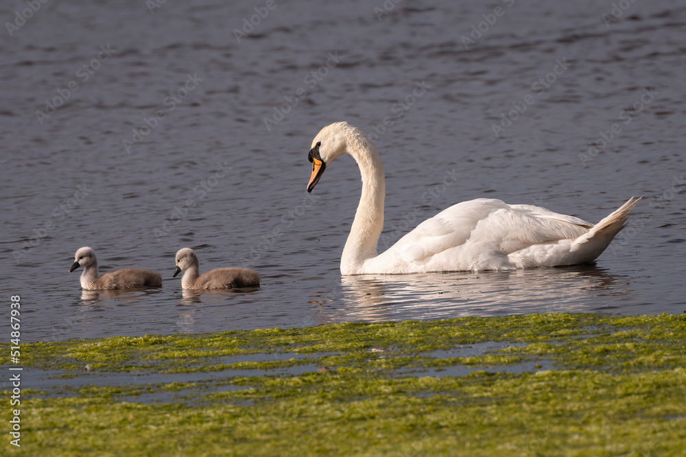 Family of mute swans (Cygnus olor) on a lake Family of mute swans (Cygnus olor) on a lake