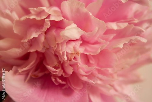 pink and white soft peony flowers defocus peony flower clouse up tender pink abstract background