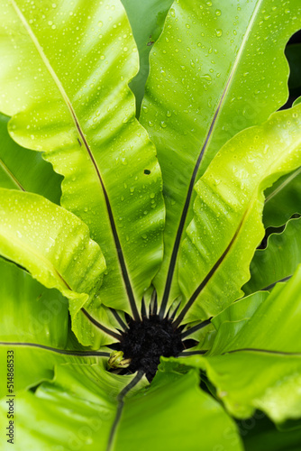 leaf with dew drops