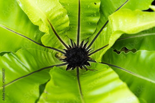 spider on a leaf