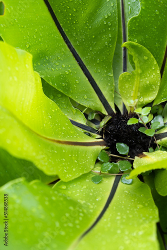 spider on leaf