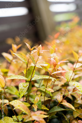 autumn leaves in the park