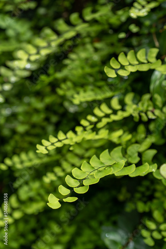 fern leaf in the forest